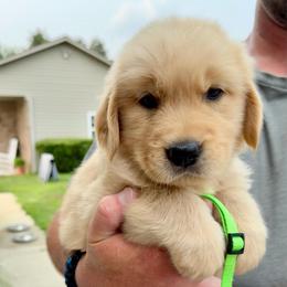 Green boy - Golden male Golden Retriever puppy in Macy, Indiana from Macy Golden Meadows