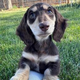 Coco - Chocolate and cream female Dachshund puppy in Fredonia, Arizona from Kaibab Dachshunds