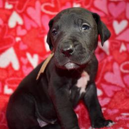 Angel's Envy - Black and white female Great Dane puppy in Chapmansboro, Tennessee from Balthrop Bend Farms