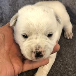 L64-01 - Blue mottled male Australian Cattle Dog puppy in Sheridan, Oregon from 6pk Cattledogs