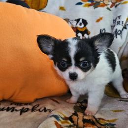 AKC Blair In Maine 3800.00 - Black and white female Chihuahua puppy in Newport, Maine from Pinewood Acres Chihuahuas
