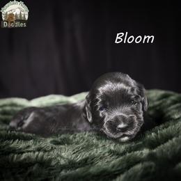 Bloom - Black female Australian Labradoodle puppy in Cashmere, Washington from Mountain Home Doodles
