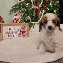 Clarice - Parti female Poodle puppy in Statesboro, Georgia from Briar Creek Kennels