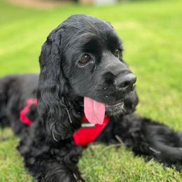 Cocker Spaniel Puppies from Fleur de Lis Cockers- Cuchna Cockers