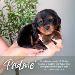 Padme - Phantom female Bernedoodle puppy in South Jordan, Utah from Wonderful World Doodles