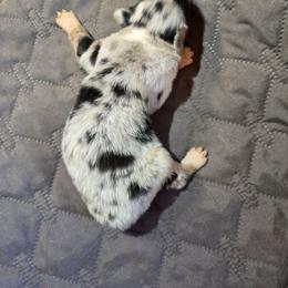 Sage - Blue merle male Australian Shepherd puppy in Abilene, Texas from S&K Aussies N' Rotties