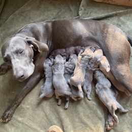 Weimaraner puppies from Georgia Line Weimaraners