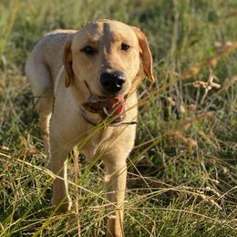Labrador Retrievers from L&R Farm Labrador Retrievers