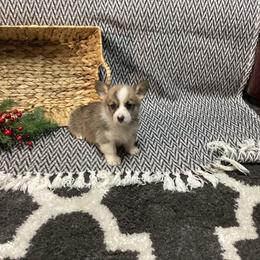 Caroline - Sable female Pembroke Welsh Corgi puppy in Narvon, Pennsylvania from Corgi Companions (license number 18998)