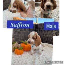 Basset Hound Puppies from Little Patch of Heaven