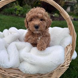 Phoebe 10-15 pounds - Red  female Goldendoodle puppy in Oregon City, Oregon from Jessica's  Goldendoodle’s