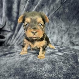 Melrose - Black and gold male Yorkshire Terrier puppy in Yonkers, New York from The Dior Line