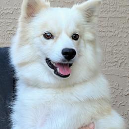 Ava - Pomsky
