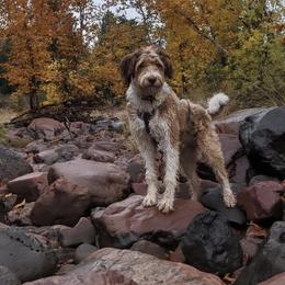 Aussiedoodle and Australian Shepherd Puppies from Junipersdoodles