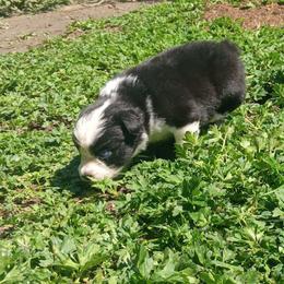 Penelope - Black & white female Australian Shepherd puppy in Sultan, Washington from Van Huitt Australian Shepherds