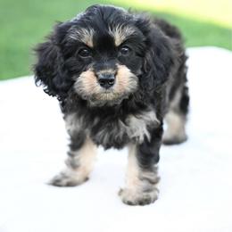 Olive - Black and tan female Cavapoo puppy in Lawton, Oklahoma from Lindsey’s Cavies
