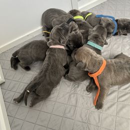 Cane Corso Puppies from Westland Kennels
