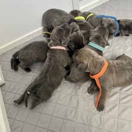 Cane Corso Puppies from Westland Kennels