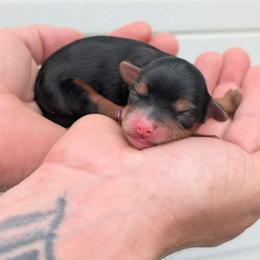 Female 1 - Black and tan female Yorkipoo puppy in Coshocton, Ohio from Forever Family Puppies