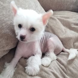 Chinese Crested Puppies from Marina Konstantinova's Cresteds