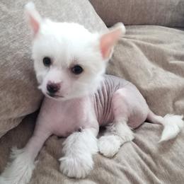 Chinese Crested Puppies from Marina Konstantinova's Cresteds
