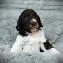 Macaroni - Parti male Labradoodle puppy in Lanexa, Virginia from Lees Reach Farm