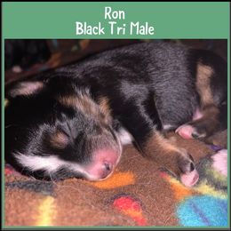 Miniature Australian Shepherd Puppies from Cockburn’s Toy and Mini Australian Shepherds