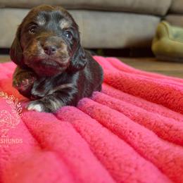 Dixie - Black and cream female Dachshund puppy in Hornbeck, Louisiana from A&Z Mini Dachshunds