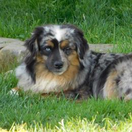 Kelsey - Miniature American Shepherd