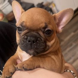 Ruby - Fawn and white female French Bulldog puppy in Galt, California from The three little frenchies