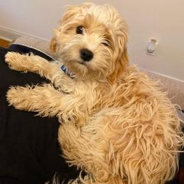 Boy 1 - male Cavapoochon puppy in Fairmont, West Virginia from Robin Nelson