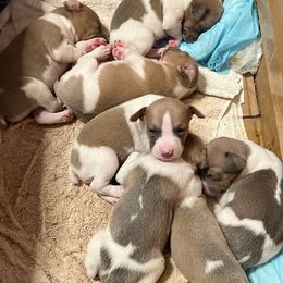 Rat Terriers from GreenGo Farms