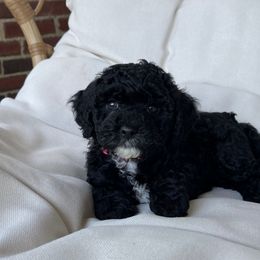 Cockapoo Puppies from Oak and Magnolia