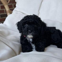 Cockapoo Puppies from Oak and Magnolia