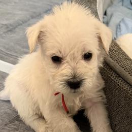 Red collar - White male Miniature Schnauzer puppy in Hiddenite, North Carolina from Beyond Blessed Pawz