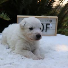 Berger Blanc Suisse Puppies from Apex Winters Wind