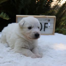 Berger Blanc Suisse Puppies from Apex Winters Wind