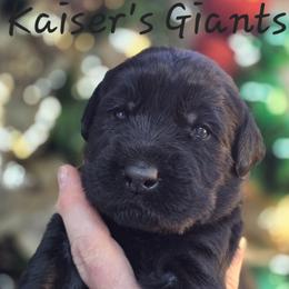 Girl 1 - Black female Giant Schnauzer puppy in Billings (Bil), Montana from Kaiser's Giants