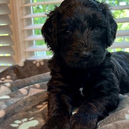 Snape - Black Bernedoodle puppy in Knoxville, Tennessee from Bright Side Doodles