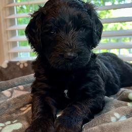 Snape - Black Bernedoodle puppy in Knoxville, Tennessee from Bright Side Doodles