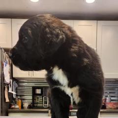 Black female - Black female Saint Berdoodle puppy in Saint Joseph, Missouri from Home Raised St. Berdoodles