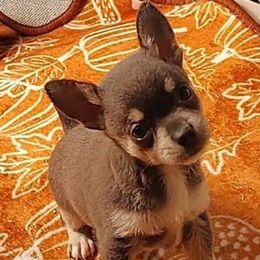 Lil Blueberry - Blue and white male Chihuahua puppy in Weatherford, Texas from Small and Mighty Chihuahuas