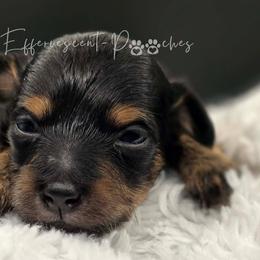 Henry - Blue and tan male Yorkipoo puppy in Coolidge, Arizona from Effervescent-Pooches