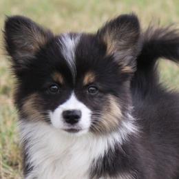 Black Tri Boy - Black and tan male Pembroke Welsh Corgi puppy in Cameron, Texas from Moonstone Corgis & Frenchies
