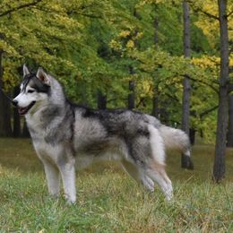 Timber  - Siberian Husky