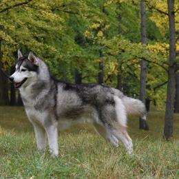 Timber  - Siberian Husky