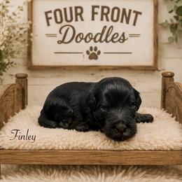 Finley - Phantom male Bernedoodle puppy in Thornville, Ohio from Four Front Doodles & Friends