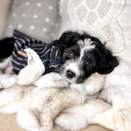 Aussiedoodle Puppies from Ever After Mini Doodles