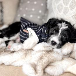 Aussiedoodle Puppies from Ever After Mini Doodles