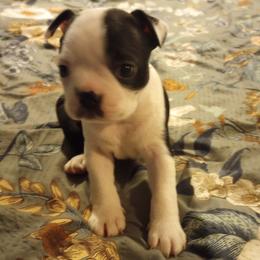 Boston Terrier Puppies from Lotus Life Puppies